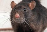 rats-diy-feature.jpg
